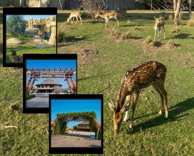 Lion at Dubai Safari Park